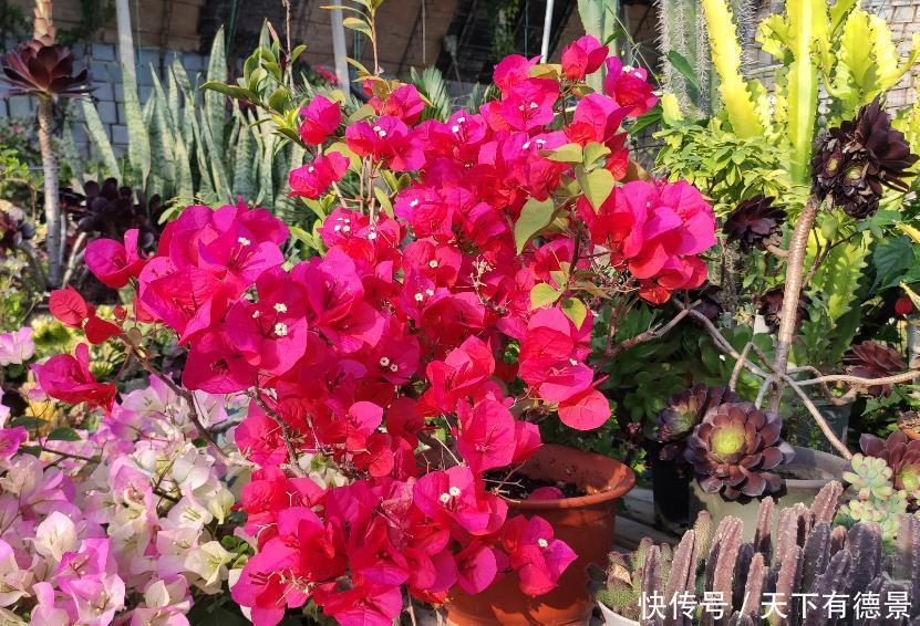 三角梅开始冒芽,要学会施肥技巧,用对开爆盆,用错旺长枝条