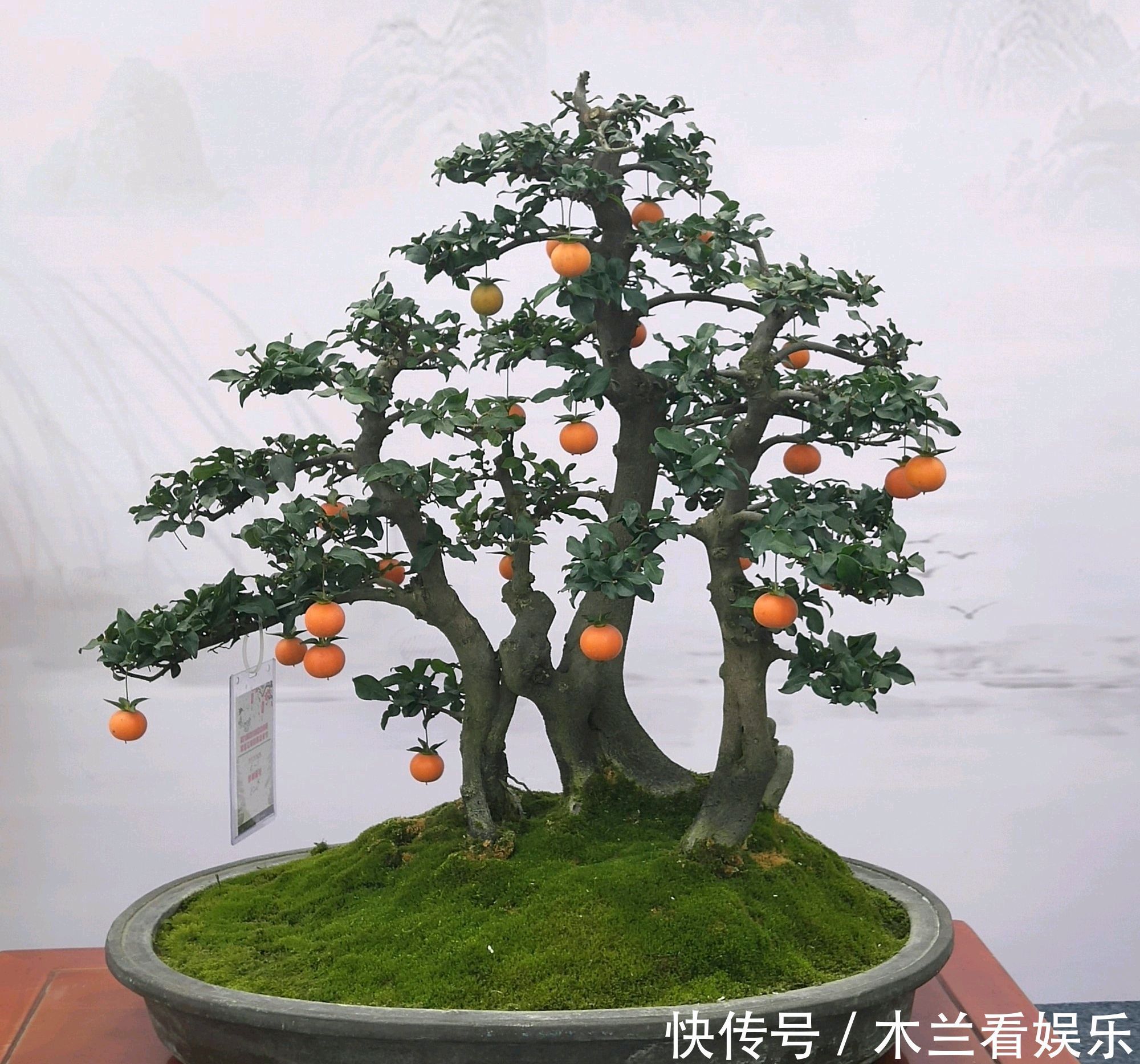 人工|金弹子盆景开花多结果少人工授粉打一针''它'',满树都是金弹果