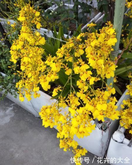 花园|秋冬就养3种花,观叶赏花美极了,轻松开出小花园,是盆栽佳品