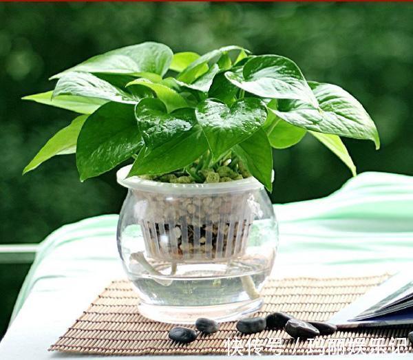 绿植|室内养殖花草，该注意哪些？挑选什么品种合适？