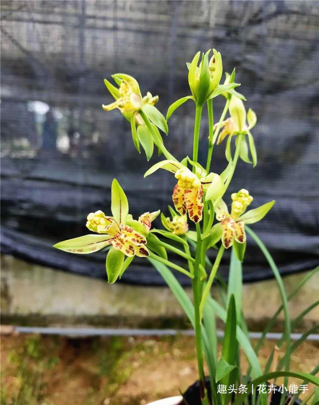 梨山|这款兰花，拥有狮子般的“威严”，也有呆萌的外表，值得入手赏玩