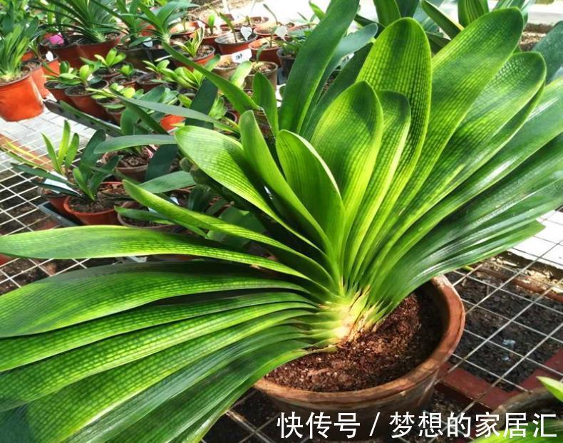 株苗|养花用得花盆越大越好?不!这3种漂亮花偏爱住“小房子”