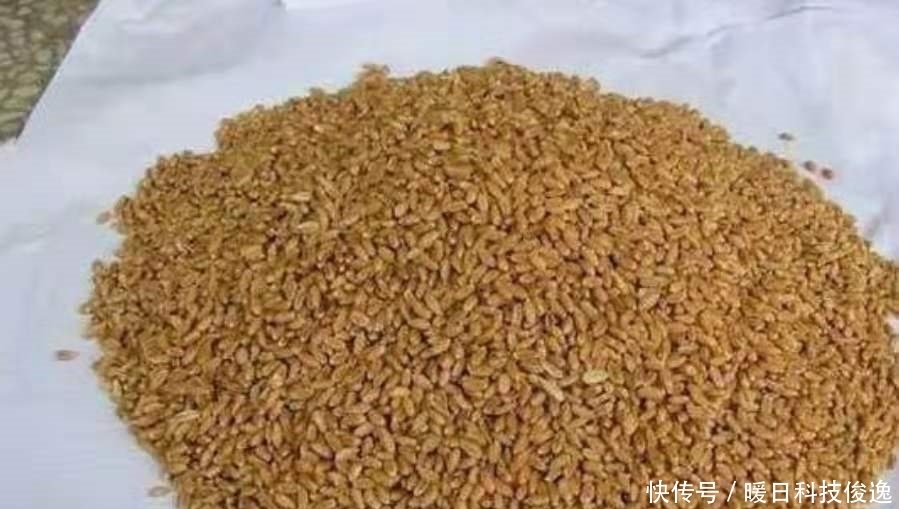 鲫鱼|说出来你可能不信,热天钓鲫最不该错过这特效饵,既省钱又好用