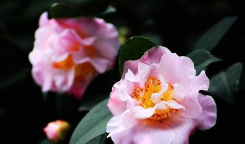  种花|4种花号称开花机器，花期全年，株型低矮，好养易活