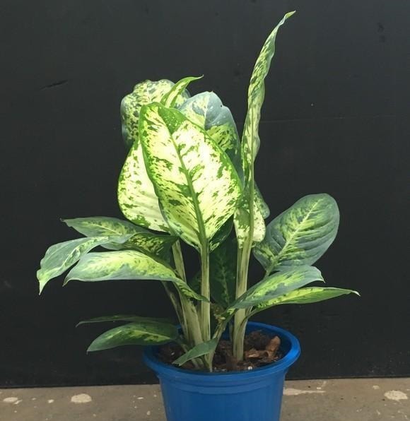 这几种高档花,摆在客厅,高级不失优雅感,养护简单四季常绿