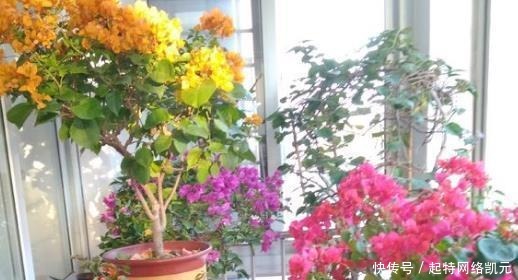 婆婆只养“2种”花,窗台变成“花海”,冬天“开花”上百朵!