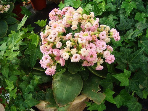 养长寿花，这三个位置就是“死亡之地”，放一盆死一盆