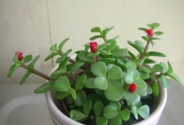 植物|逛花市时，这4种“花”尽量不要买，因为在家里根本养不活