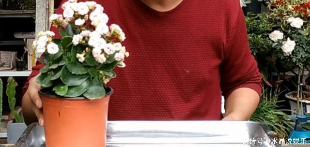 长寿花|养花先“养根”,高手用一招,养出根系“一尺长”,开花特别旺