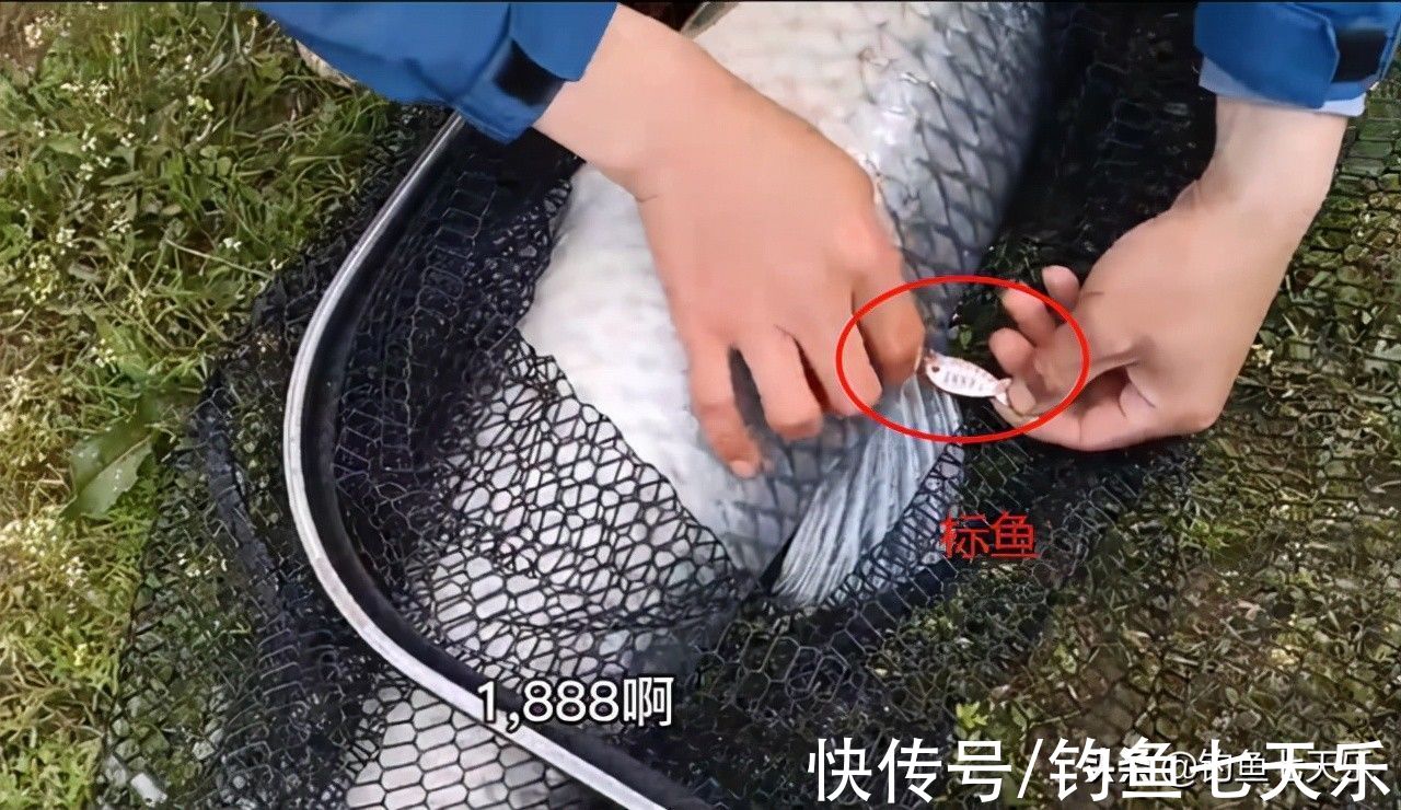 一条“标鱼”十几万!安徽一钓场被查封,这样的高价鱼不要再钓了