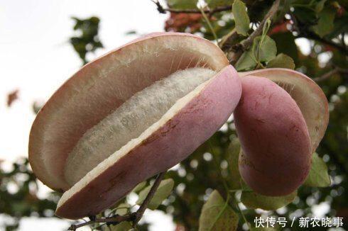 刺泡兒|公認(rèn)最好吃的3種“野果”,不用洗直接吃,第3種營養(yǎng)價(jià)值最高