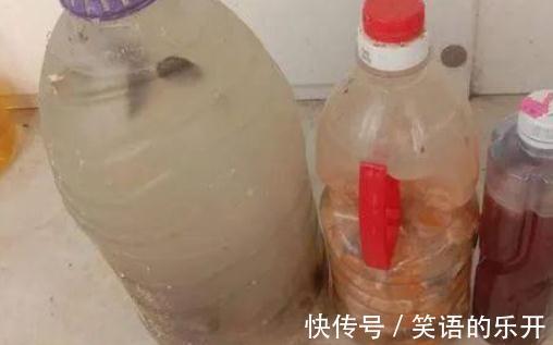 教你用鸡蛋壳养花的6个小技巧,学会了植物枝繁叶茂