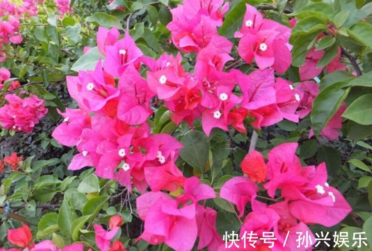 家中养殖的三角梅开花了吗用点“催化水”很是管用，不久可开花