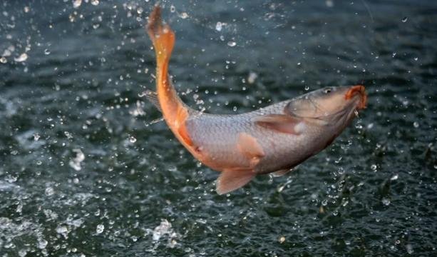 如何配置野钓江河钓饵，这几个饵料制作方法你用过吗？