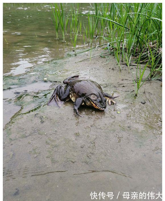 大水过后，河里来了一群“大嘴怪”，当地钓鱼人：鱼快被吃光了