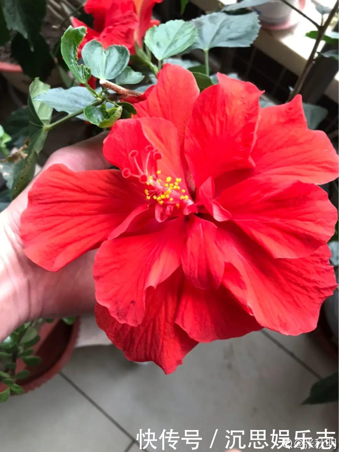 花友种在家门口多年的花,全被人折了,因为不吉利