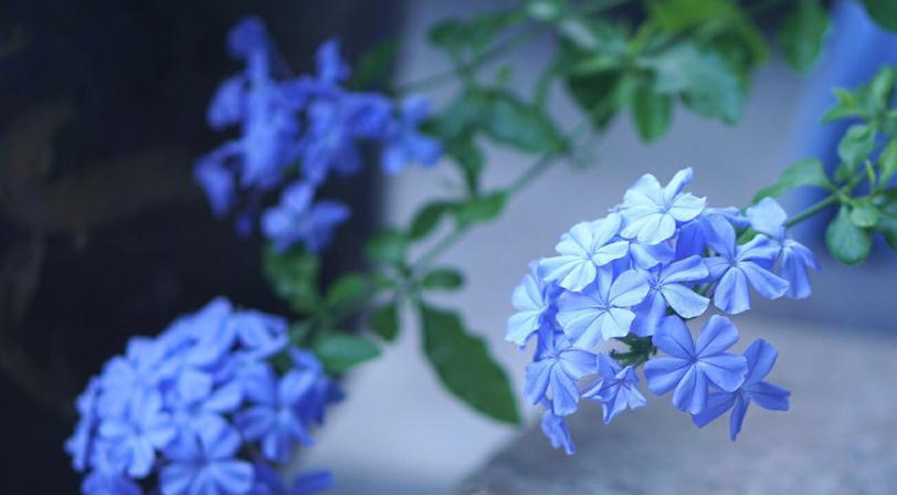 蓝雪花这样养，爆盆不断，开满整个夏天