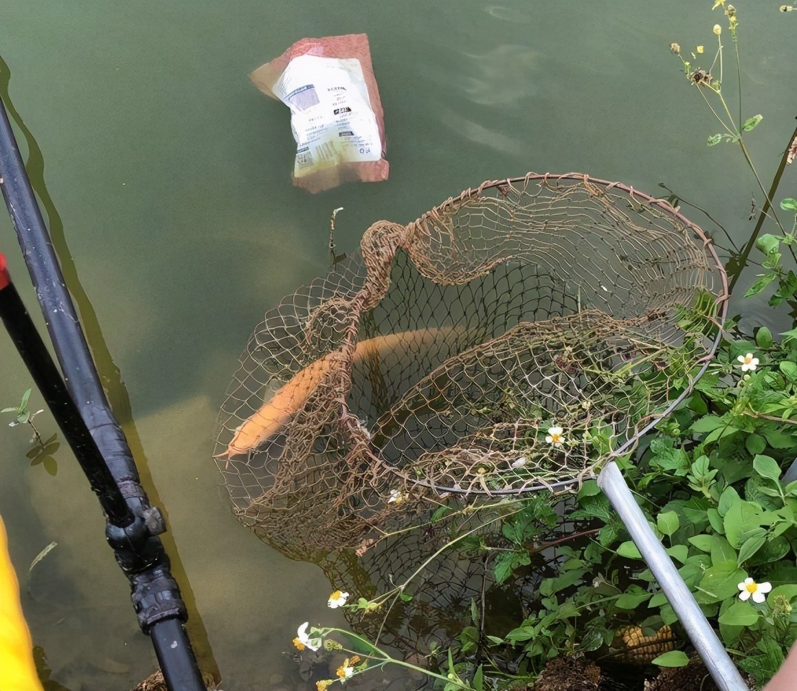 东莞一钓鱼人河边发现“龙鱼”，网友一条值几百，赚大了