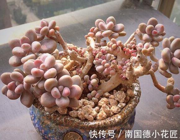 新买的多肉回家做了这一步,可以减少多肉90%死亡率