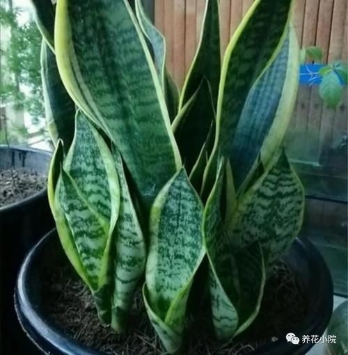 叶子|虎皮兰不长新叶子,在花盆里埋点“小东西”,开春呼呼冒新芽