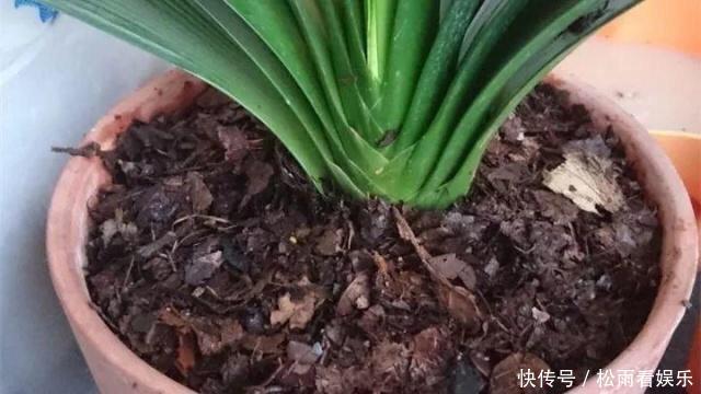 肥沃|秋天养君子兰，盆土里加点它，叶片蹭蹭长爆盆，一盆开花30朵