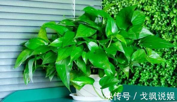 黄豆|用啥水浇花长得快、开花多、虫害少3个妙招,省时省钱又省力