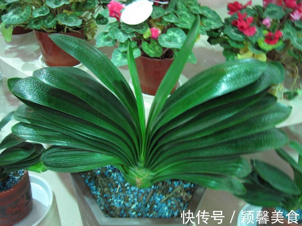 君子兰、蟹爪兰钟爱的这种水，冬天来一杯，花苞爆增