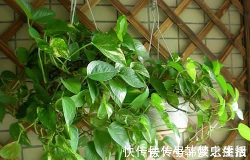 蹭蹭|30年老花农养花秘诀给绿萝喝一勺它,不黄叶,30天蹭蹭长满