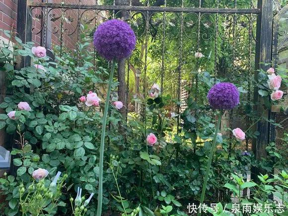 天竺葵|5种花不用管,盆栽地栽都好养,自己就能长成大花球,花开还惊艳