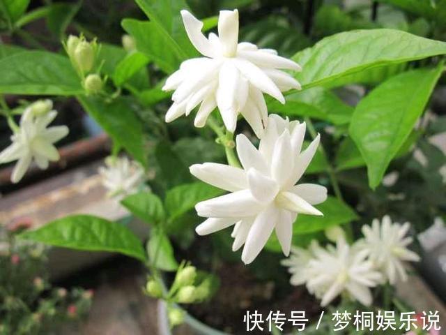 蚊虫不喜欢的三种花,夏季家里务必放一盆,害虫绕道走