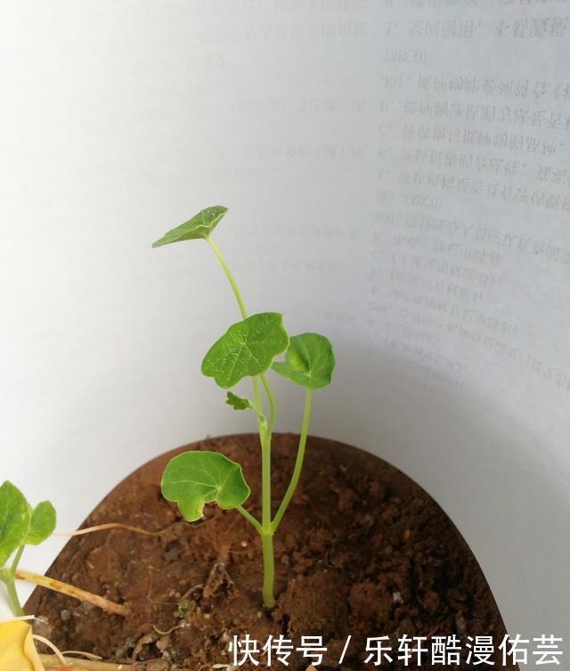 金丝荷叶花。不开花,看叶子也挺好看的