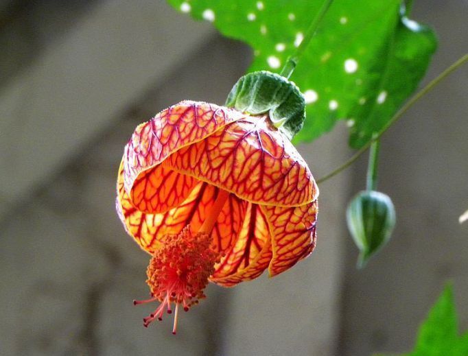 花型|阳台就养几种花,浇水就疯长,60天就开花,比牡丹美!