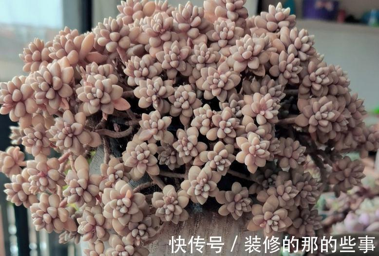 多肉姬|多肉姬秋丽易爆盆,有点烦,该怎么办?学会换盆土轻松搞定