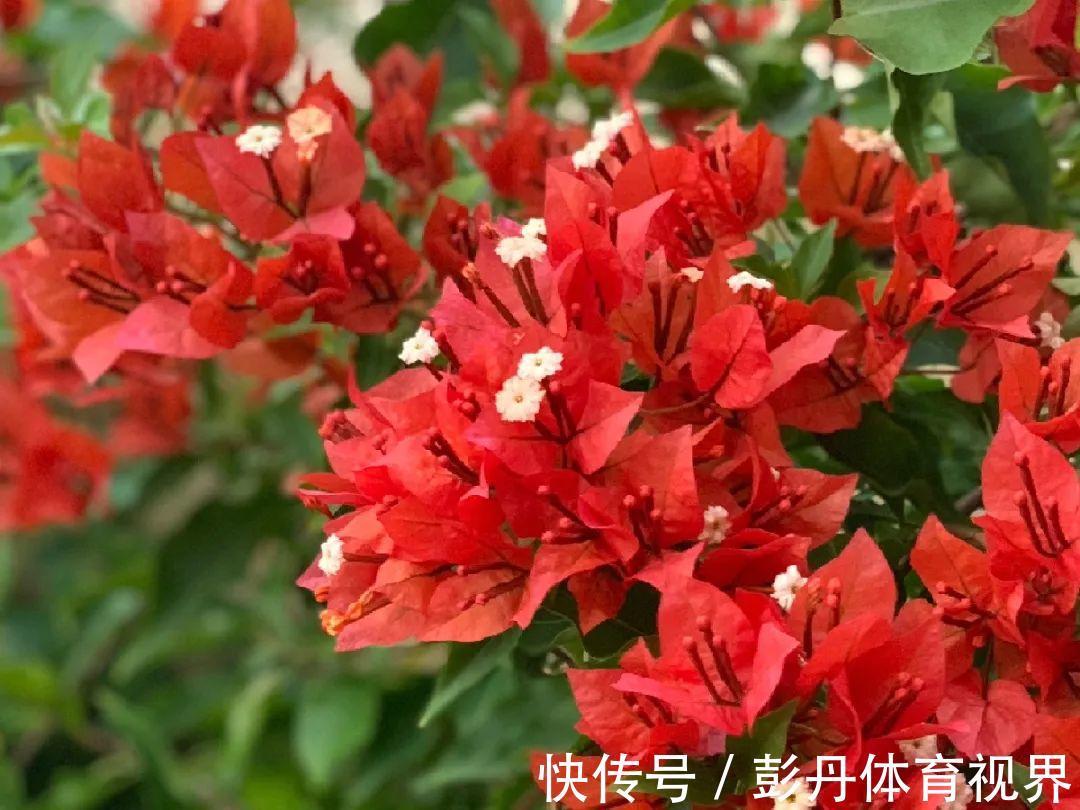 叶子|十月养这花，撸叶子、少浇水，10天冒出大花苞！