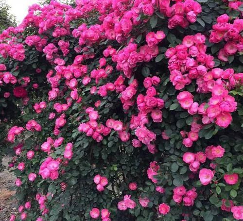  种花|最惹人怜爱的3种花，四季花开，又美又香，种植容易，两广也能养