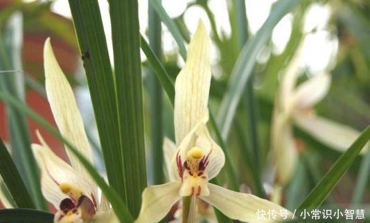 兰花喜阴、不喜光就“1点”误导了多少人,难怪兰花不开花!