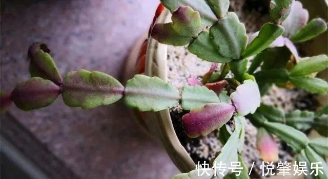 蟹爪兰|蟹爪兰叶子“软塌塌”教你做3步,嗖嗖冒新叶,入冬花朵爆盆