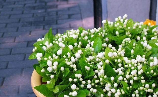 只要掌握这3点,就能让你的盆栽茉莉多开花、花更香,以后不愁没花看