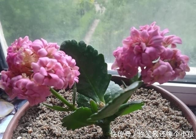 冬天|长寿花冬天不开花怎么办？控水、控枝，注意这两点，花苞挤满