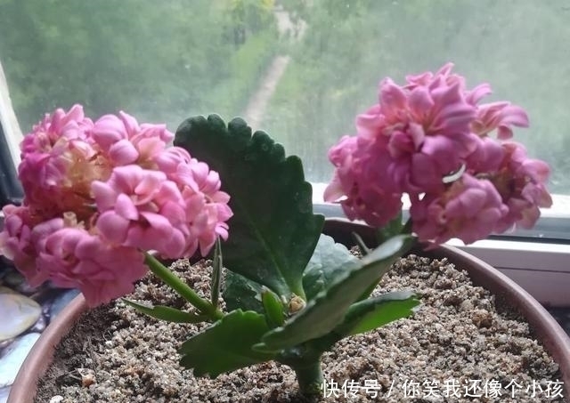 冬天|长寿花冬天不开花怎么办?控水、控枝,注意这两点,花苞挤满