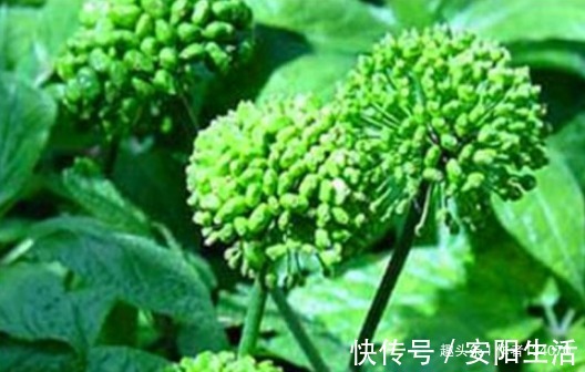 异叶茴芹|女性养生，常吃4种食物，补益气血，祛皱抗衰，预防妇科病