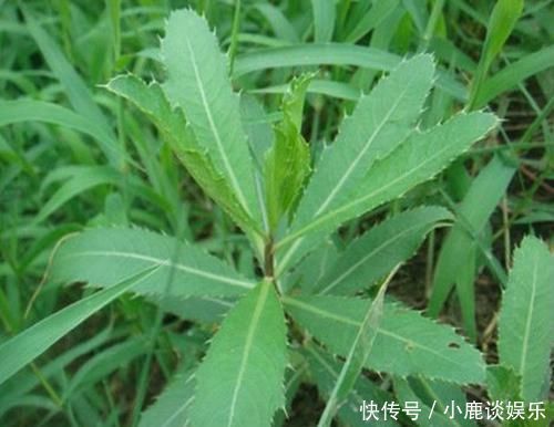 野菜|农村的这一种“救命草”,以前被人嫌弃,殊不知竟竟是养生良药