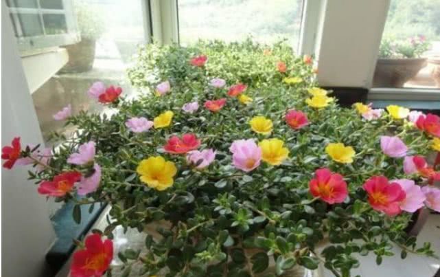 此花一开就是365天,便宜好养又好看,沾土就活,不会养花就养它