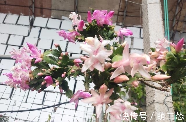 如果你是新手养蟹爪兰，尽量不要一棵嫁接多色，因为很难一起开花