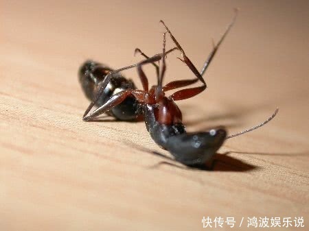 蚂蚁从多高的地方摔下来会阵亡？100米和10厘米只是时间不同