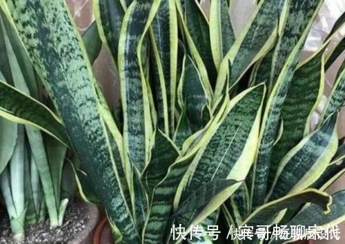 养护|养虎皮兰有“4忌”，难怪不爆侧芽，了解掌握长势旺