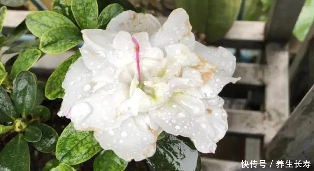 有些花名字太奇葩，叫出口太尴尬，开花却很美！