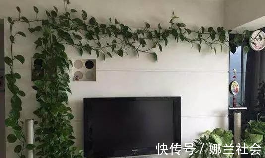 长寿花|君子兰肥到流油,长寿花开不断,原来他用了这个小方法!