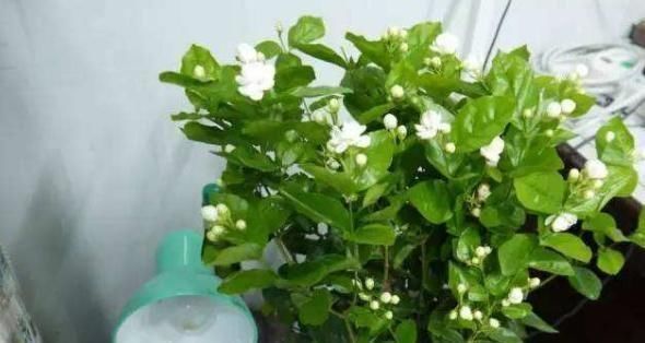茉莉花刚萌芽,做好这些事,株型变漂亮,新芽出的多,开花一整年