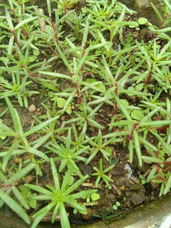 太阳花|5种花快扦插,生根超快,1周长出大白根,新手也能插得活